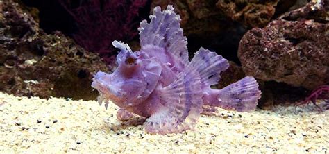 Rhinopias Scorpionfish .